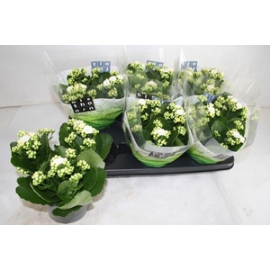 !! PROMO !! KALAN CALAN WHITES WHITE P15
