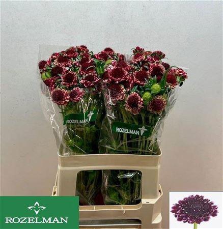 <h4>Scab At Sw Che Scoop</h4>