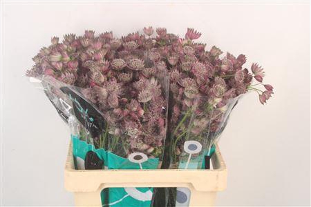 <h4>Astrantia Star Of Africa</h4>