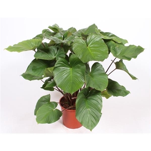 Homalomena rubenscens 'Maggy'