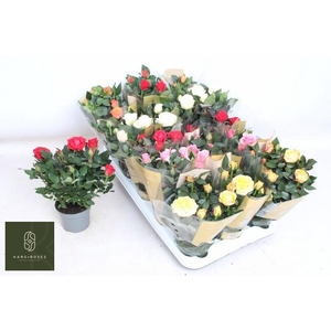 RO KORDAN GRANDE GEM