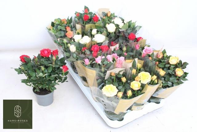 <h4>RO KORDAN GRANDE GEM</h4>