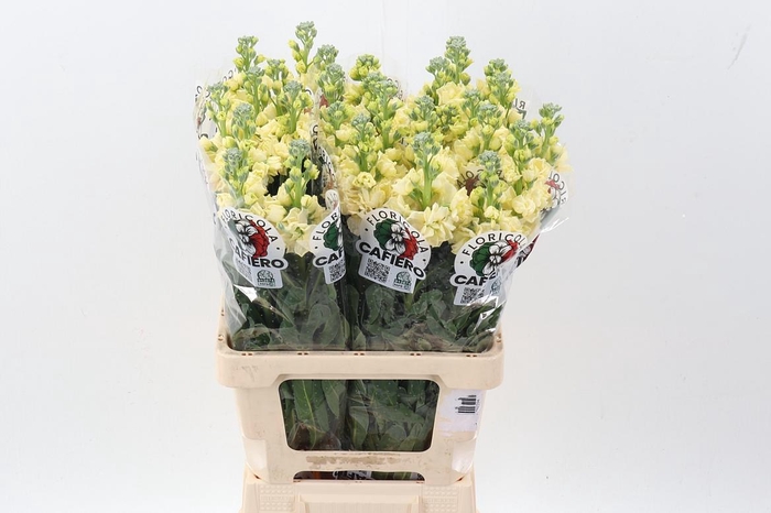 <h4>Matth Iron Yellow</h4>