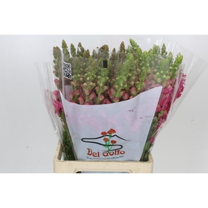Antirrhinum Potomac Cherry Pink