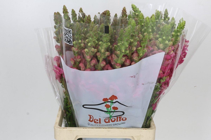 <h4>Antirrhinum Potomac Cherry Pink</h4>