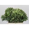 Pittosporum Ilan