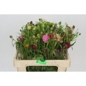 Ranunculus Moderna Rainbow