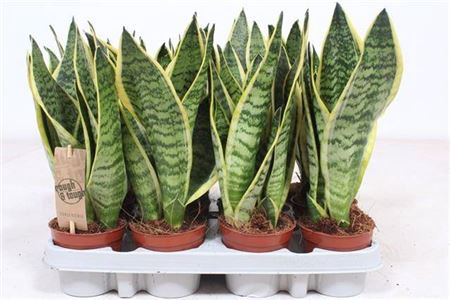 <h4>Sansevieria Superba</h4>