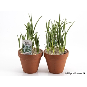 FRITILLARIA MELEAGRIS