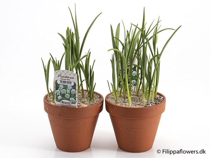 <h4>FRITILLARIA MELEAGRIS</h4>
