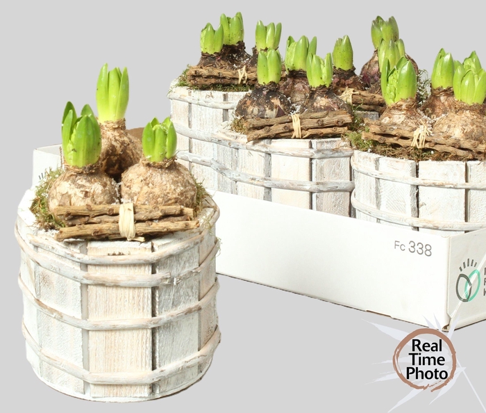 <h4>ARR HYACINTH</h4>