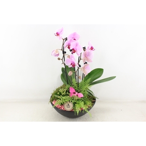 arr2 PL - Ebbischaal x2 phal. roze
