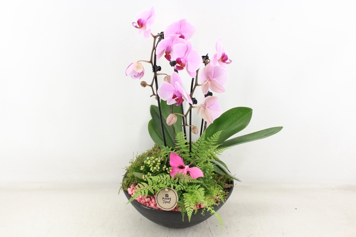 <h4>arr2 PL - Ebbischaal x2 phal. roze</h4>