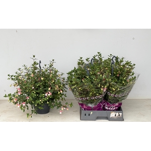 FUCHSIA OV