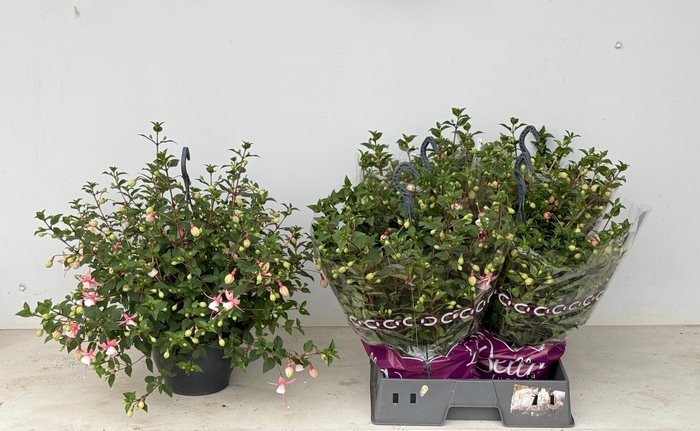 <h4>FUCHSIA OV</h4>