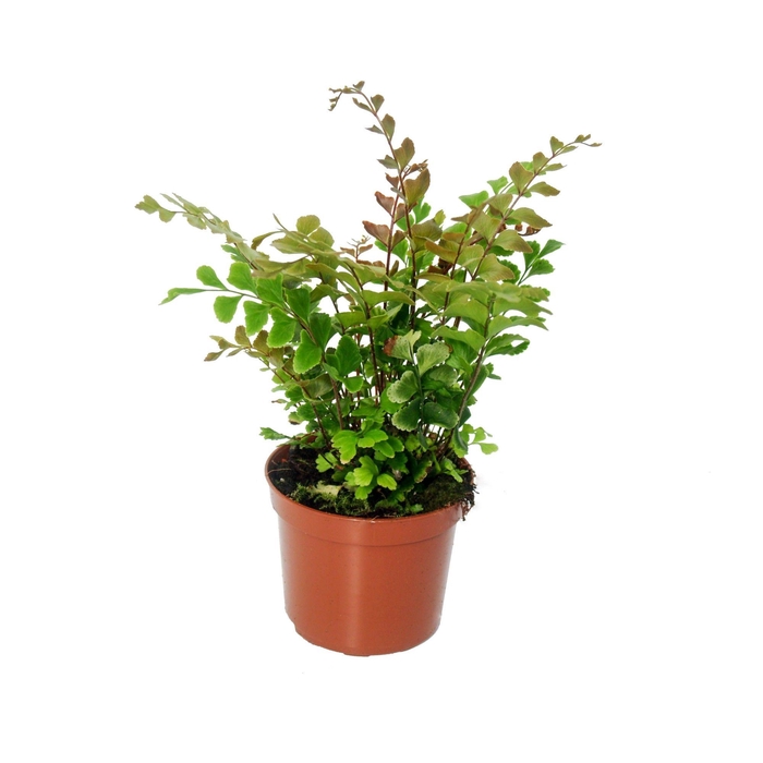 <h4>Didymochlaena Truncatula (Mahogany Fern)</h4>