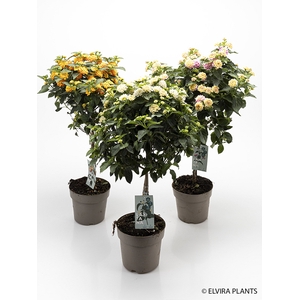 LANTANA CAMARA-HYBRID P17