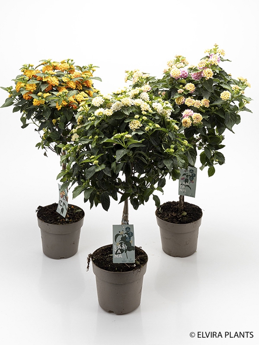<h4>LANTANA CAMARA-HYBRID P17</h4>