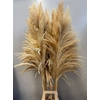 Cortaderia Bleached