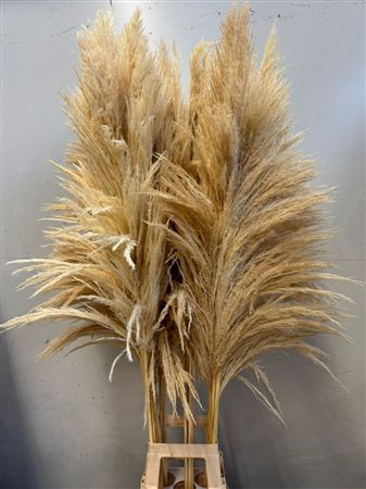 Cortaderia Bleached