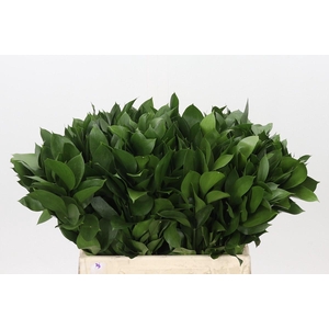Ruscus Hypophyllum