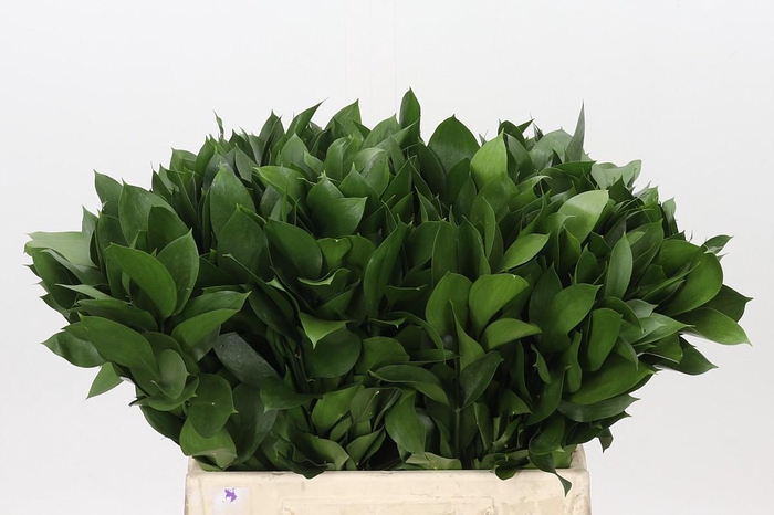 <h4>Ruscus Hypophyllum</h4>