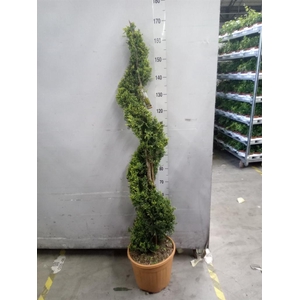 xCupressocyparis ley.   ...