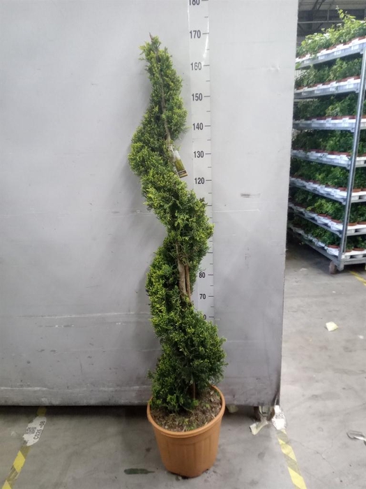 <h4>xCupressocyparis ley.   ...</h4>