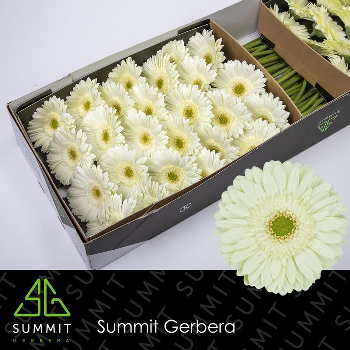 <h4>Gerbera Mint Doos</h4>