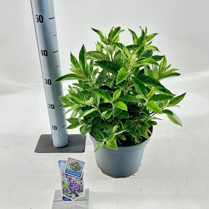 Buddleja Butterfly Candy Lila Sweet