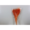 Dried Setaria Italica Salmon Bunch