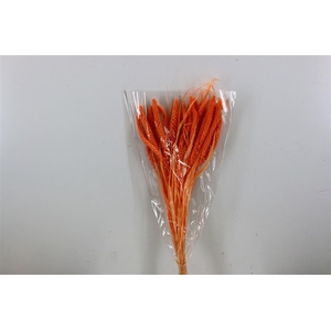 Dried Setaria Italica Salmon Bunch