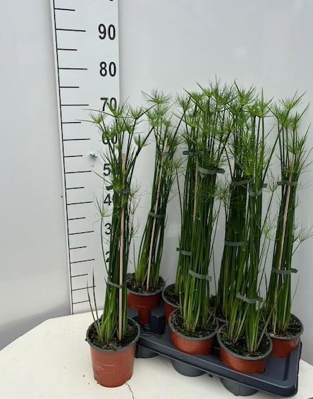 <h4>CYPER HASPAN</h4>