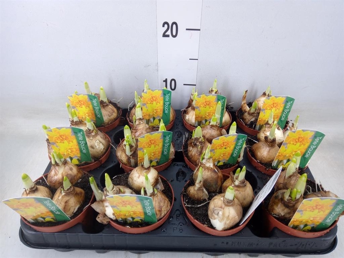 <h4>Narcissus   ...</h4>