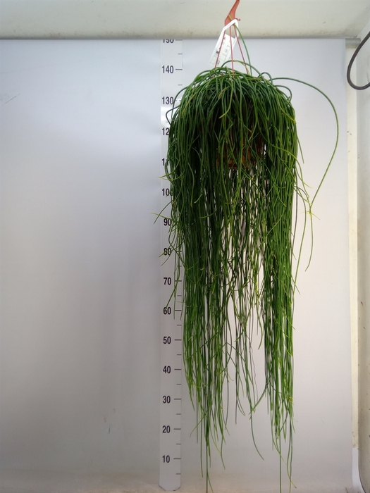 <h4>Rhipsalis floccosa</h4>