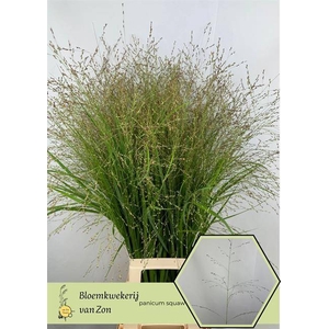 Panicum Squaw Frank Zon
