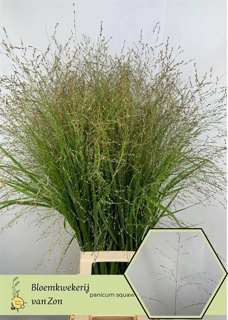 <h4>Panicum Squaw Frank Zon</h4>