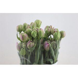 Tu Du Fr Purple Power 60cm