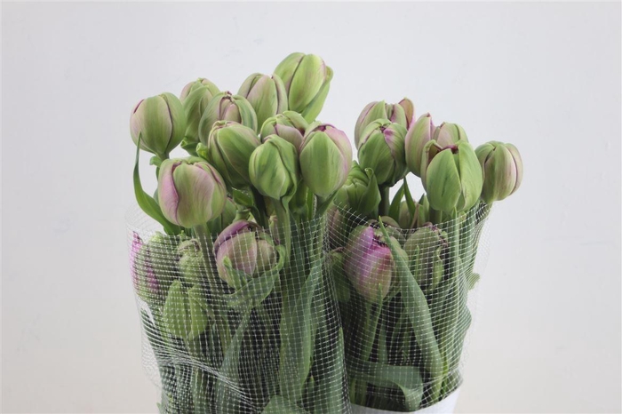 <h4>Tu Du Fr Purple Power 60cm</h4>