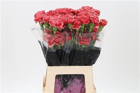 <h4>Di St Fabulous</h4>