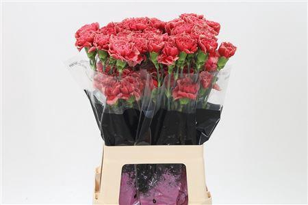 <h4>Di St Fabulous</h4>