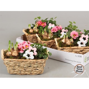 Arr Tuinplanten salim mand