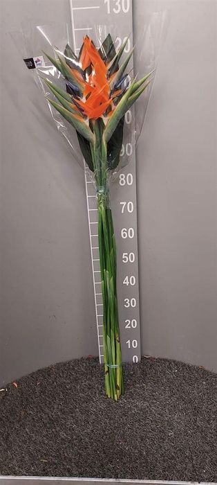 <h4>Strel Reginae Bloem X 10</h4>