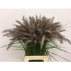 Pennisetum Karley Roze