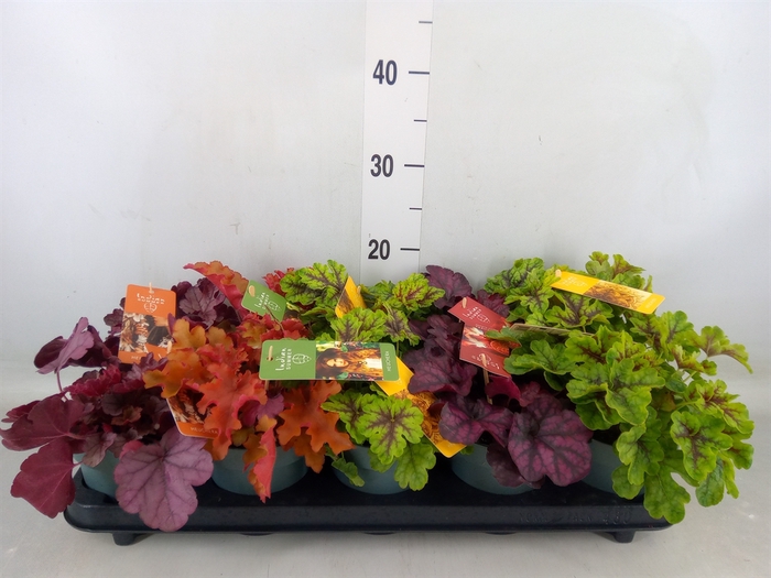 <h4>Heuchera  'Indian Summer'   ...mix</h4>