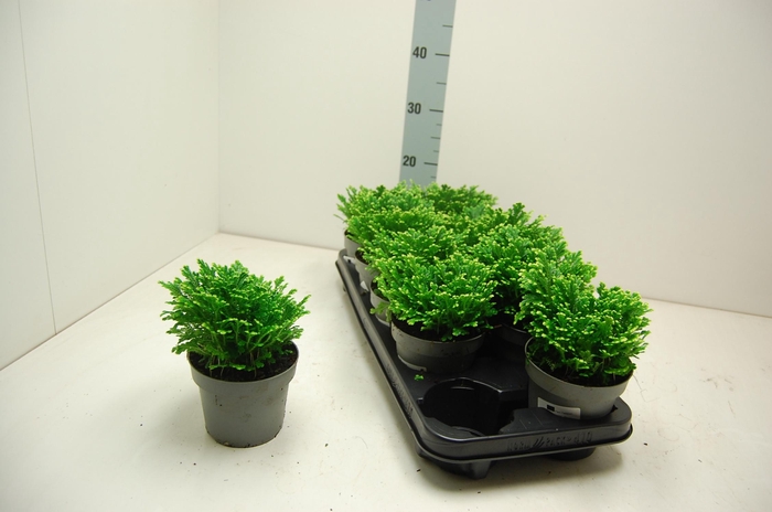 <h4>SELAG M JORI</h4>