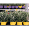 Cytisus overig