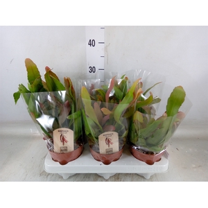 Rhipsalis   ...