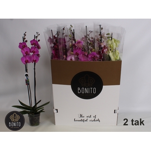 PHAL GEM 8 KL