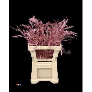 Grevillea Ivanhoe Metallic Pink